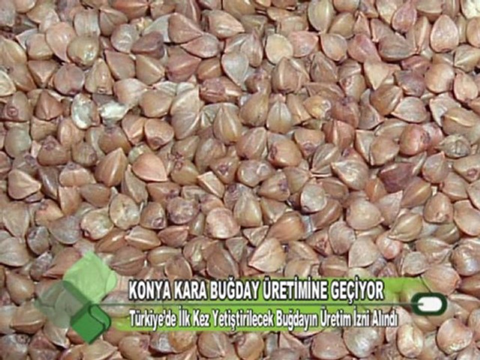 KONYA KARA BUĞDAY ÜRETİMİNE GEÇİYOR 01 12 2011