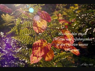 Collagen von Alois Reiss