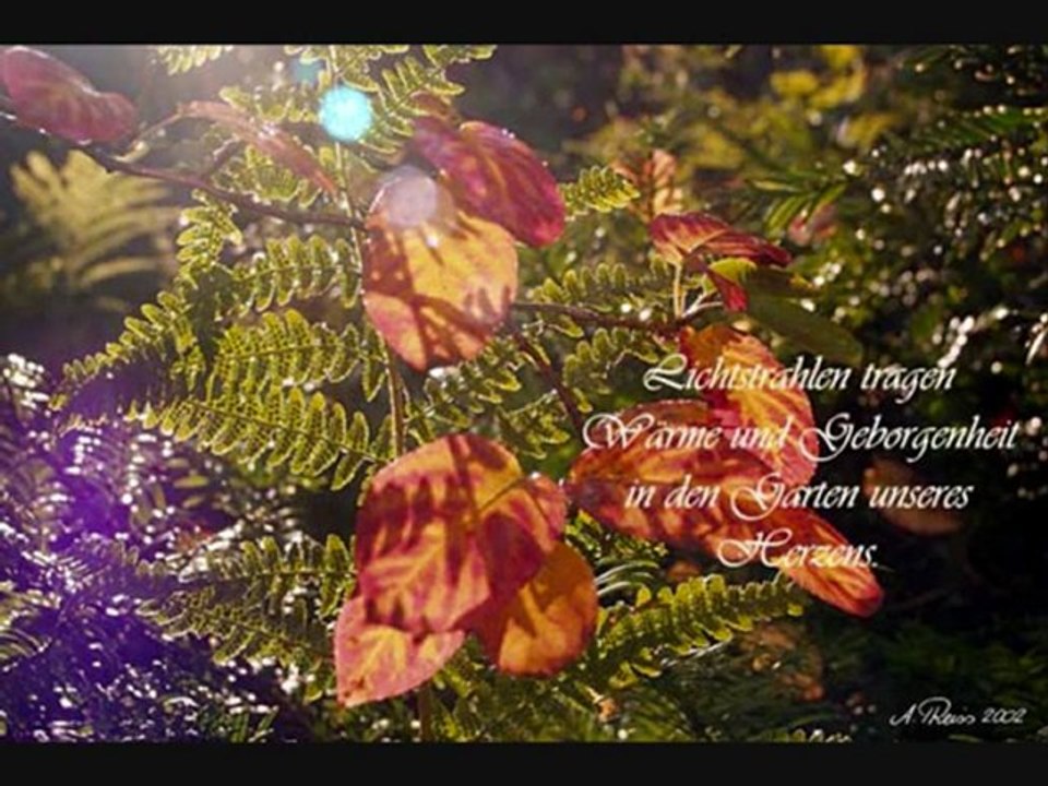 Collagen von Alois Reiss