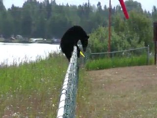 Casey Mahoney Brad P Black Bear Alaska
