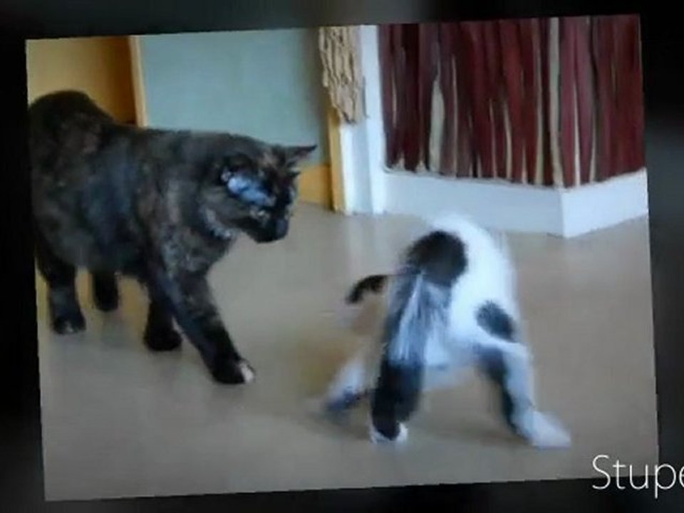 Cody et Fléa... la trouille