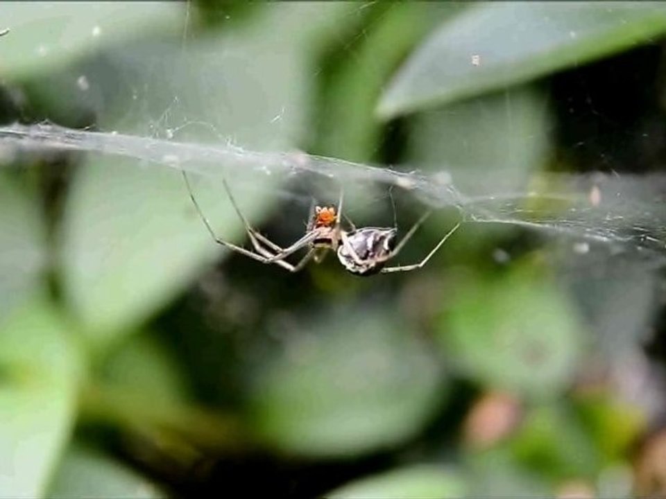 Nikon D7000 Macro Aufnahme