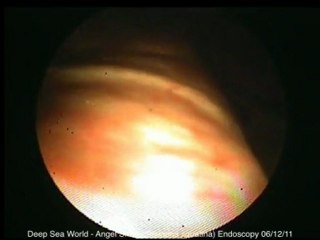 Footage of angel shark pups inside their pregnant mother