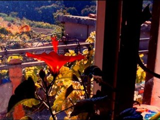 Frezzas - A Flower Note From The Geto