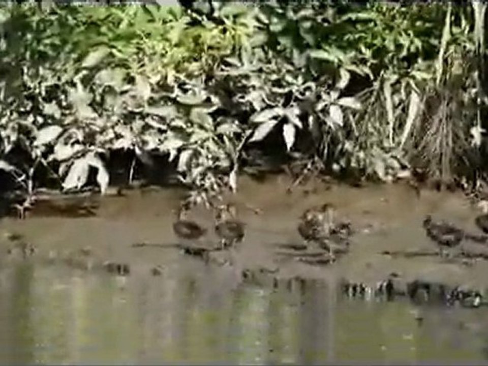 OISEAUX ET VUE NET