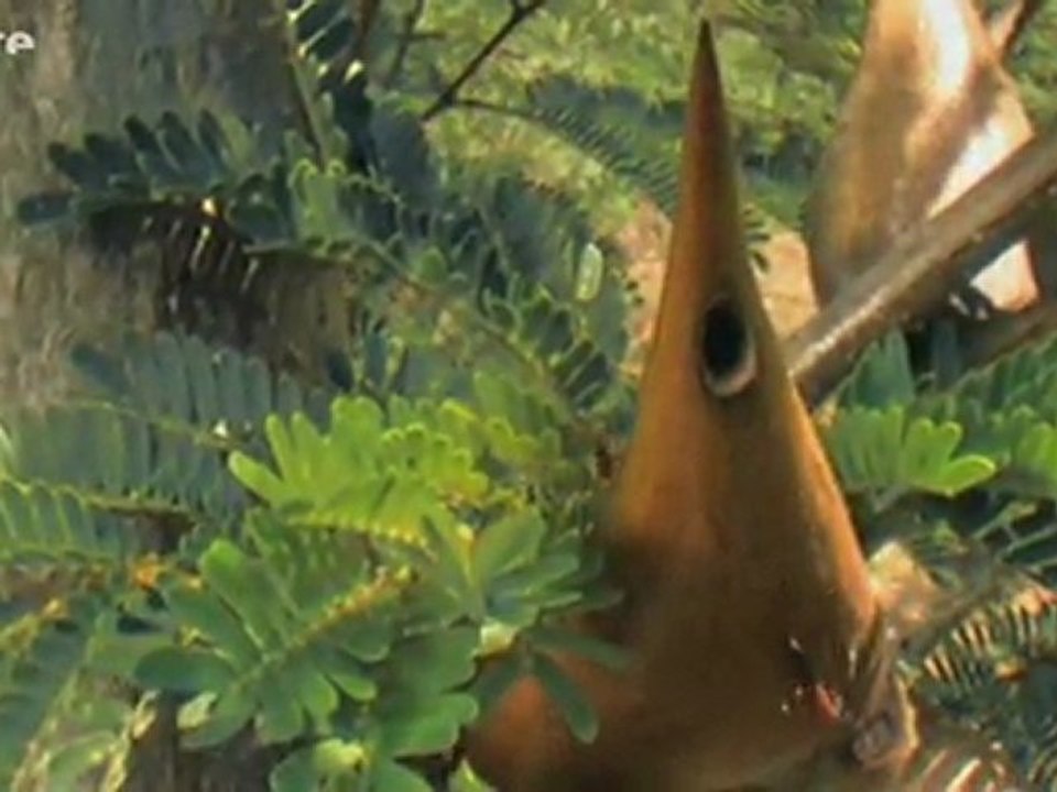 La force cachée des plantes - Partie 1/2 Comme des bêtes!