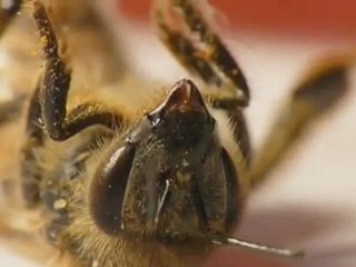 7. AZK Film - Summ mir das Lied vom Tod