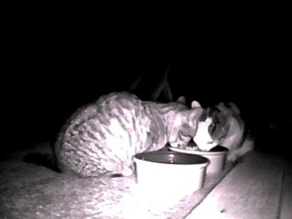 La p'tite famille « chats sauvages »