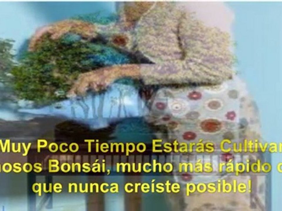 bonsai cuidados - bonsai ginseng - bon sai