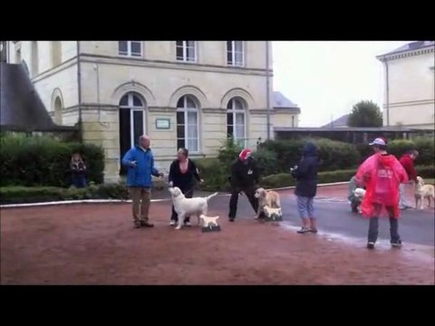 Podium Nationale élevage Roiffé 11-9-11 Classe puppy femelle