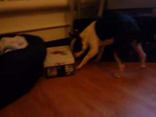 Boston terrier puppy Lola 10 mois