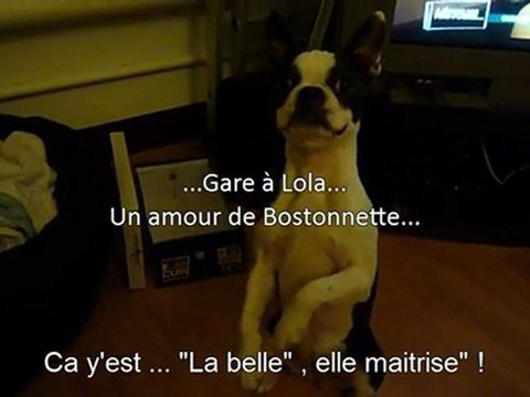 Boston terrier puppy tricks (dog)