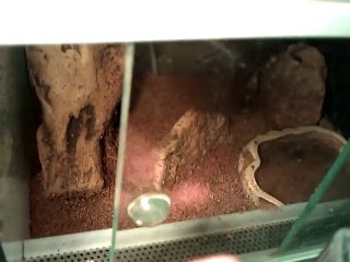 Hobby Terrarystyka: Fascynujący Świat Reptilii 🦎