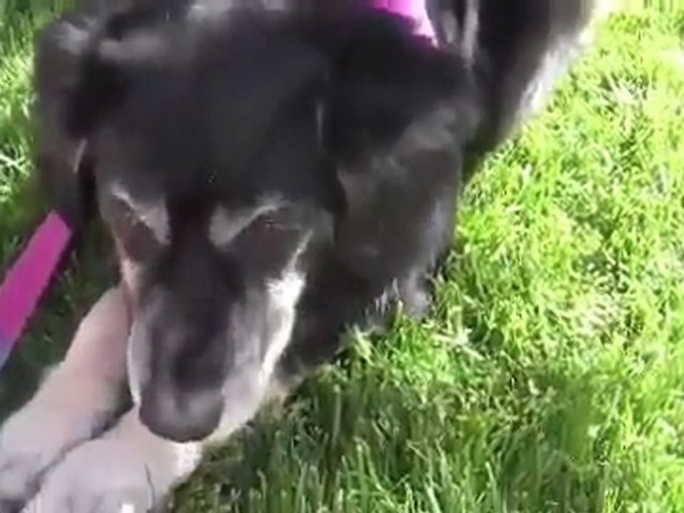 KATYA - DOG INTERVIEW