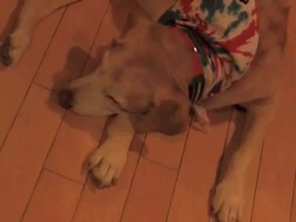 KATYA - DOG SLEEPING