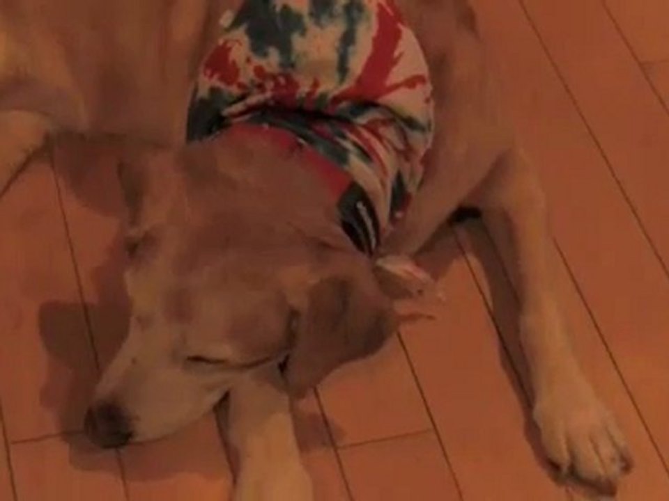 KATYA - SLEEPING DOG