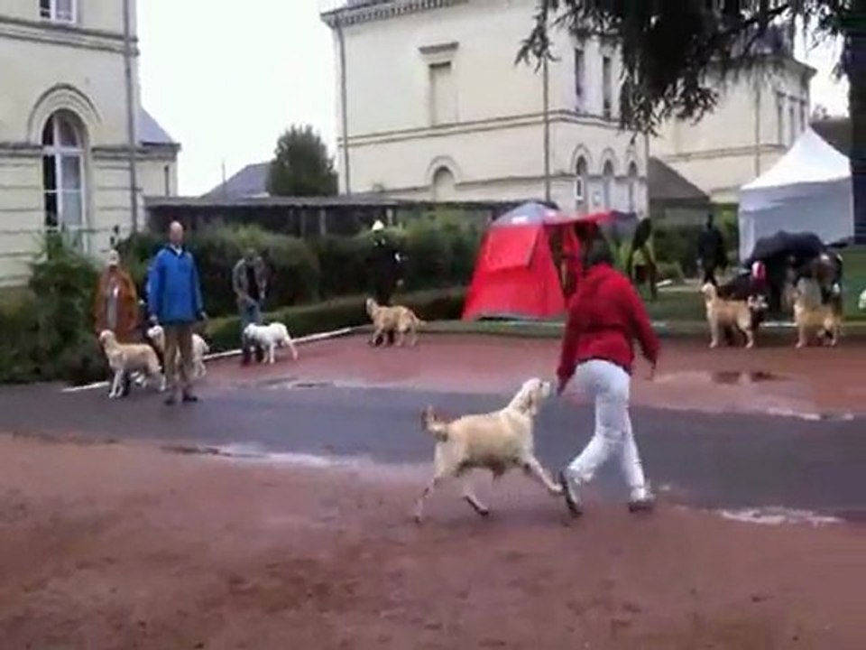Nationale élevage Roiffé  pupy femelle 11-9-11