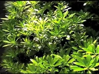 Dell Streak 7 4G Android Tablet (T-Mobile)