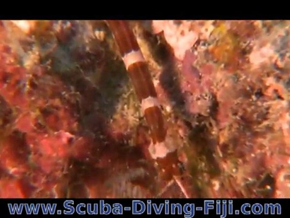 Pipefish diving in Kadavu, Fiji