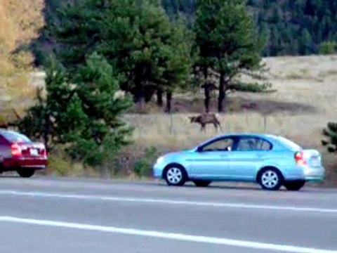 ElkEstesPark1april20-1010