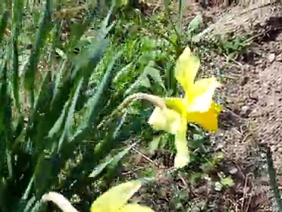 Daffodil