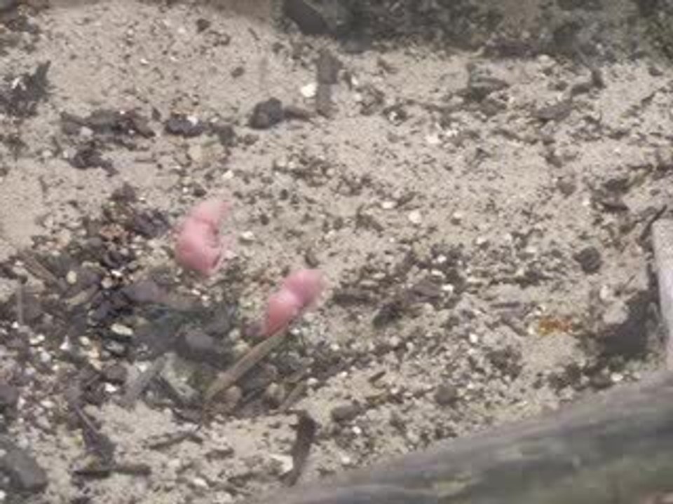 lezard qui mange les souris