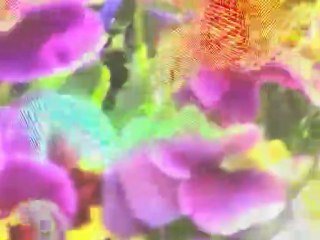 Seasonal Transmutation Suite