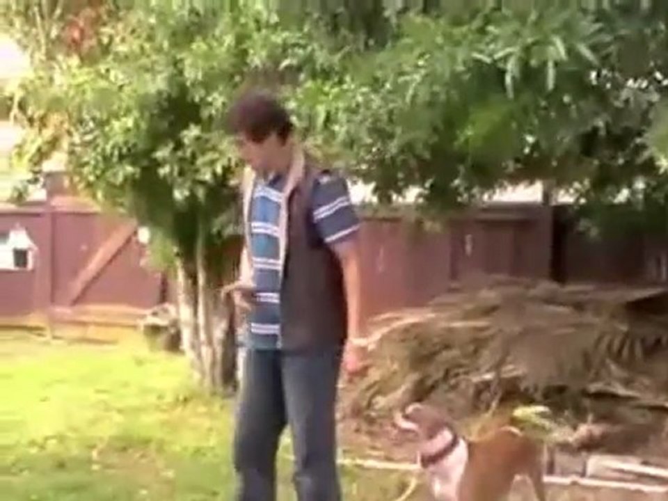 Free Dog Training Video - Stop Pulling On The Leash