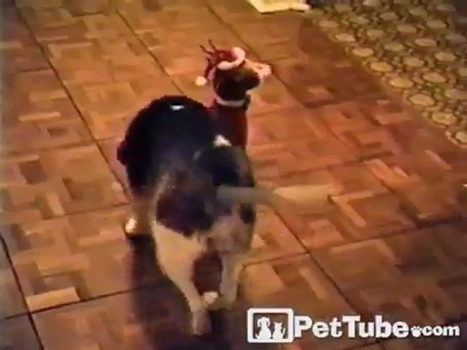 Scrooge, the Dog
