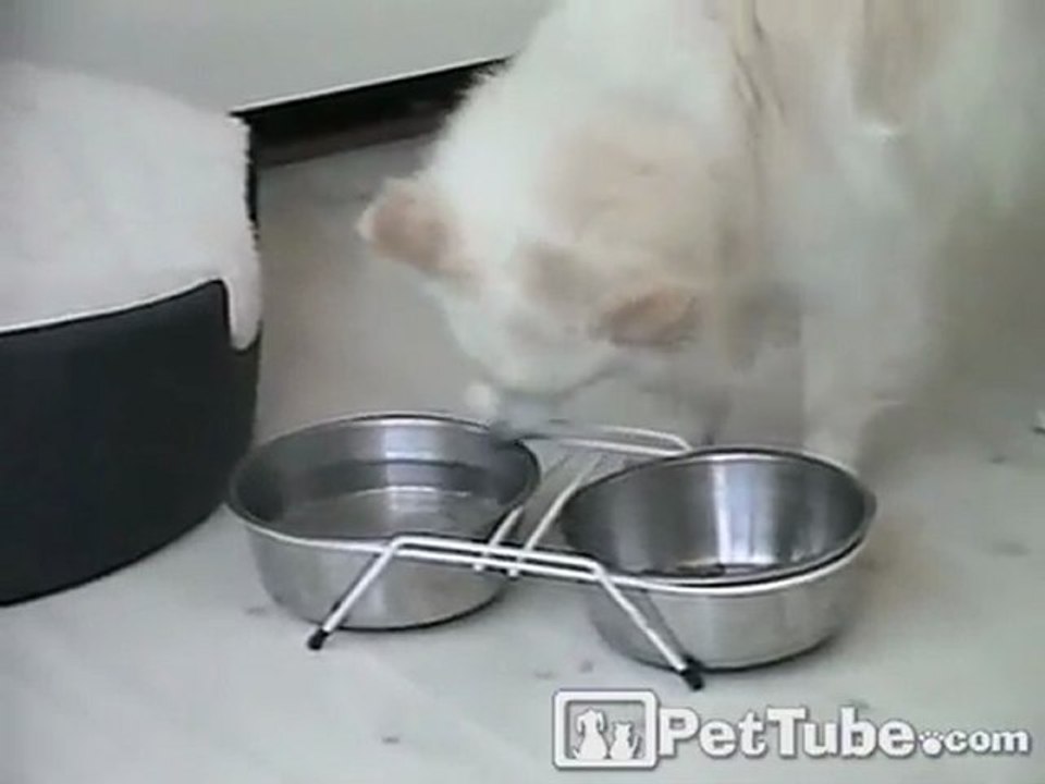 Dog Waters Down Food