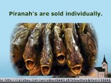 Freeze Dried Piranah