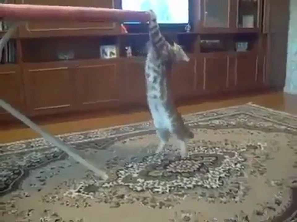 Cat Does Pull Ups