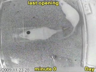 Les rats libèrent leurs camarades!