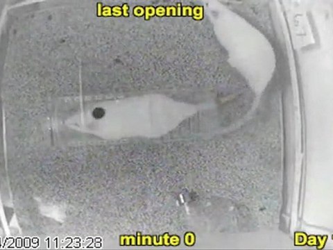 Les rats libèrent leurs camarades!