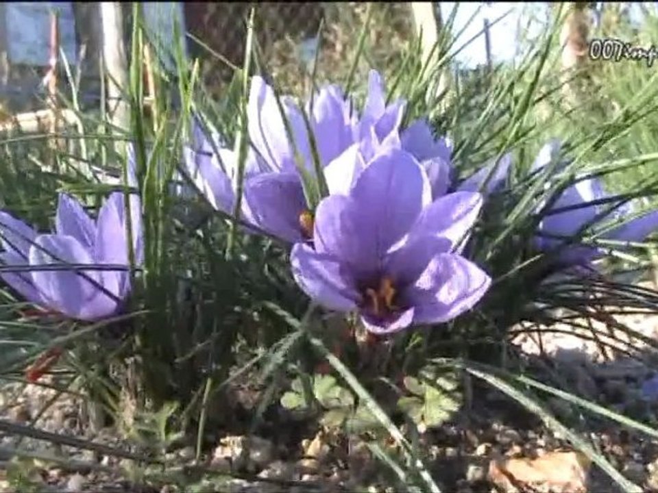 20111209 safran cevennes