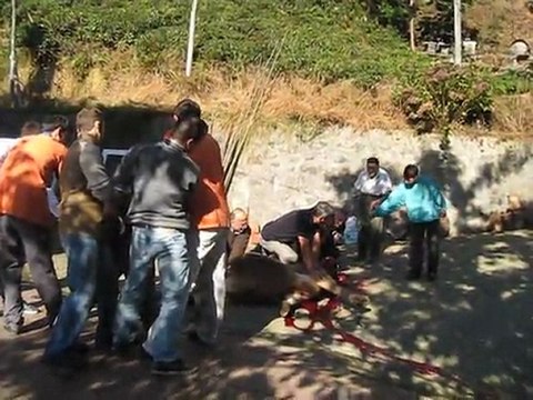 16.11.2010 KURBAN BAYRAMİ (kurban kesım anı)