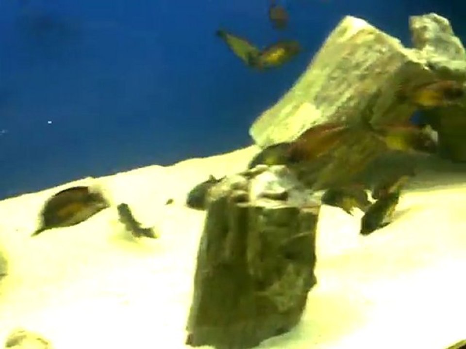 Video0014