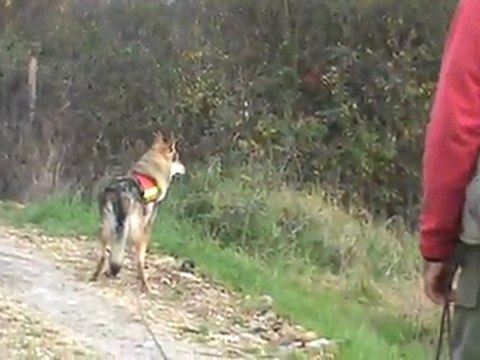chien loup tchecoslovaque en recherche utilitaire