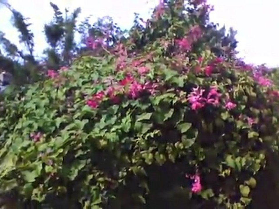 Apple iPod classic 160 GB Black (7th Generation) NEWEST MODEL