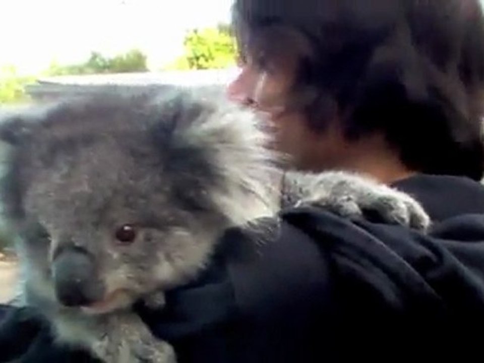Koala câlin