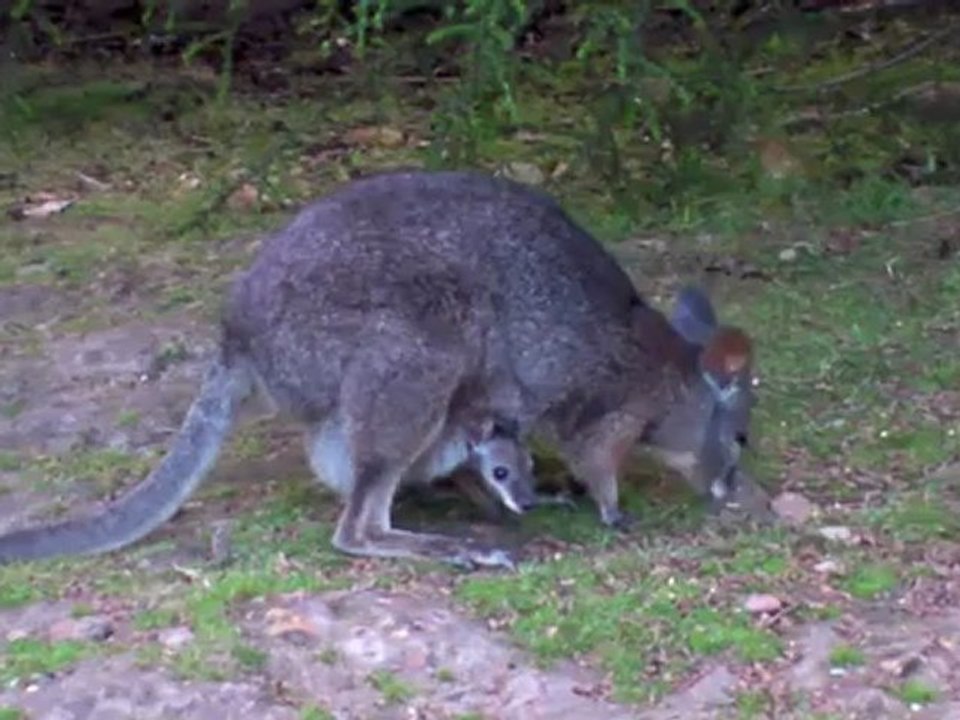 kangourou maman et bebe