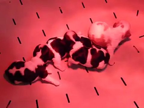 B 001 CHIOTS DE DEJAVUE / BILLET DOUX 09/12/2011