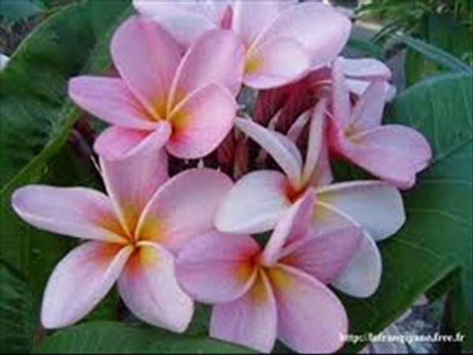 REPRISE -PINK MARTINI- JE NE VEUX PAS TRAVAILLER