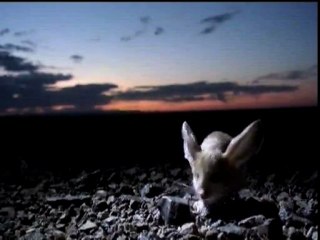 gerboise-longues-oreilles