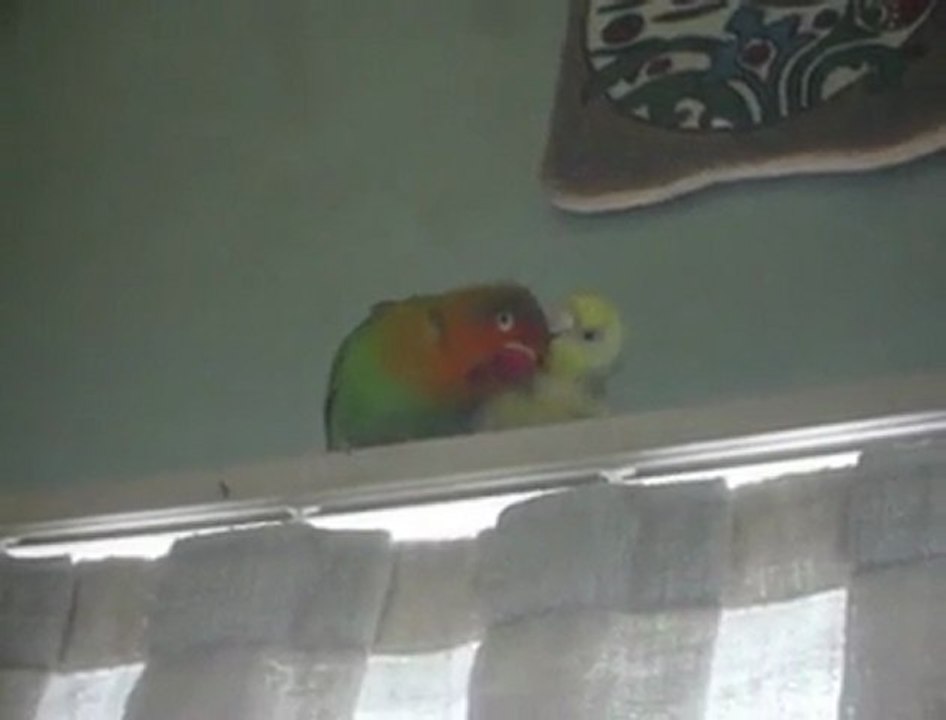 ayyaş,berduş,fatoş