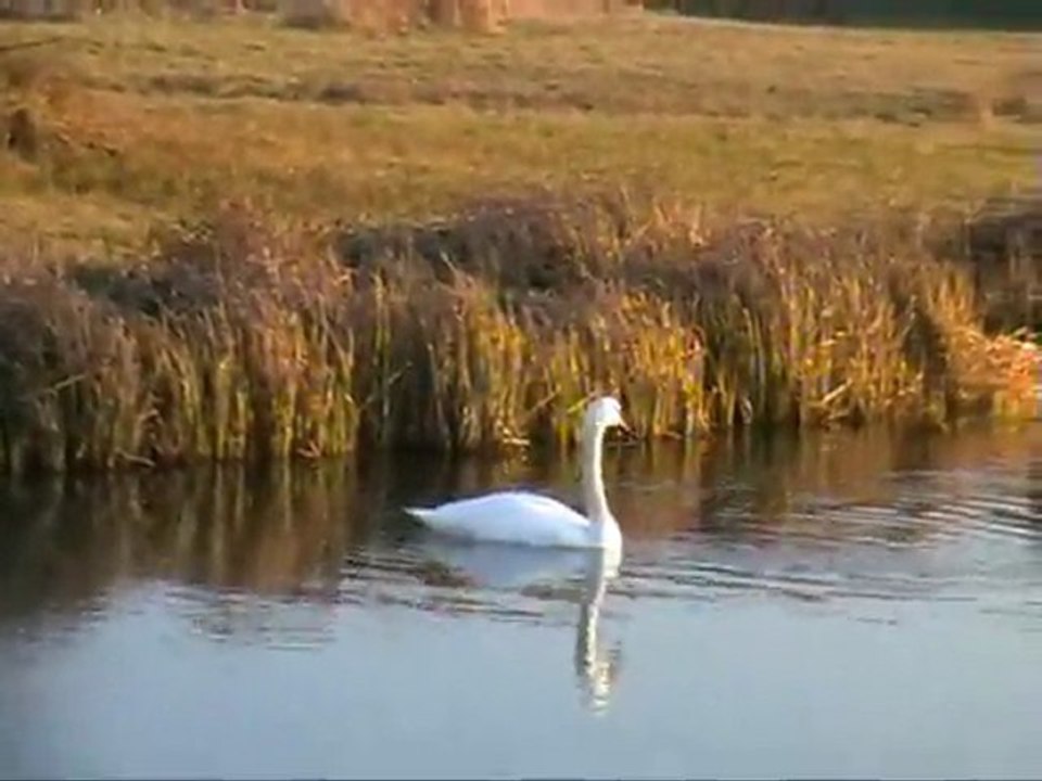 Skowronno