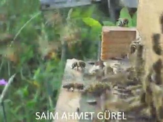 POLEN TAŞIYAN ARILAR