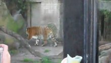 Tigre del Zoo de Bs.As