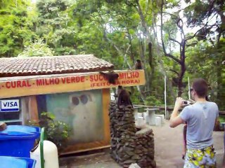 MACACO E TAMANDUÁ COMENDO BISCOITo