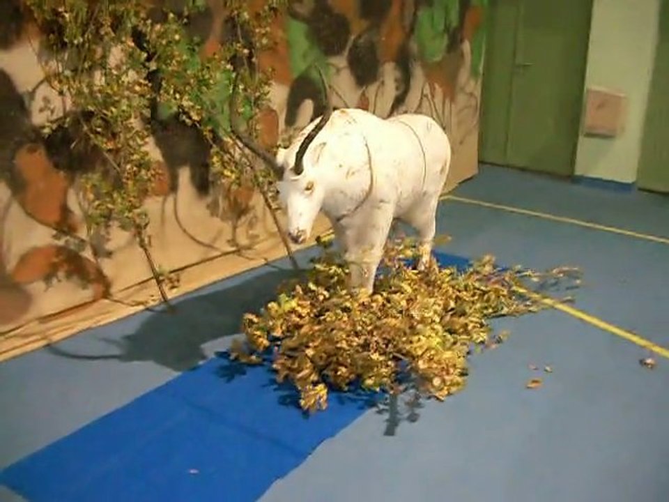 montage du 3D Indor Mallemort SAMEDI 10 12 2011